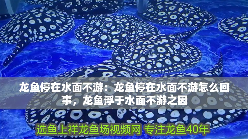 龍魚停在水面不游：龍魚停在水面不游怎么回事，龍魚浮于水面不游之因 龍魚停在水面不游：龍魚停在水面不游怎么回事，龍魚浮于水面不游之因 水族問答