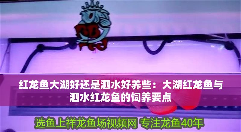 紅龍魚大湖好還是泗水好養(yǎng)些：大湖紅龍魚與泗水紅龍魚的飼養(yǎng)要點