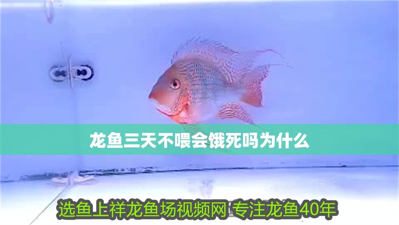 龍魚(yú)三天不喂會(huì)餓死嗎為什么