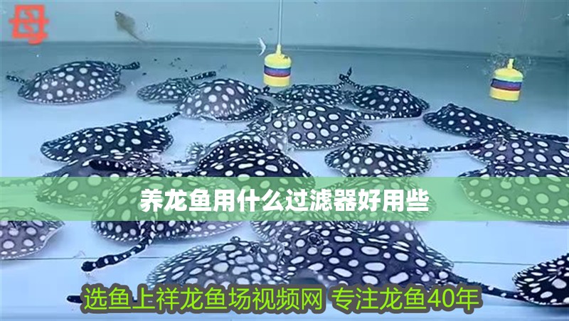 養(yǎng)龍魚用什么過濾器好用些