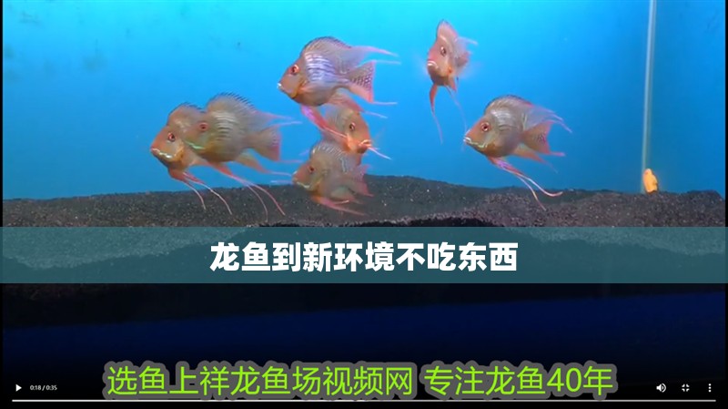 龍魚到新環境不吃東西