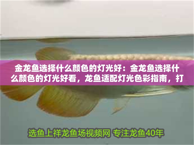 金龍魚選擇什么顏色的燈光好:金龍魚選擇什么顏色的燈光好看,龍魚適配燈光色彩指南,打造驚艷 水族問答 金龍魚選擇什么顏色的燈光好:金龍魚選擇什么顏色的燈光好看,龍魚適配燈光色彩指南,打造驚艷 金龍魚選擇什么顏色的燈光好:金龍魚選擇什么顏色的燈光好看,龍魚適配燈光色彩指南,打造驚艷 水族問答