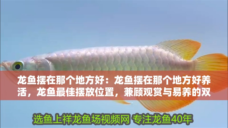 龍魚擺在那個地方好:龍魚擺在那個地方好養活,龍魚最佳擺放位置,兼顧觀賞與易養的雙重選擇 水族問答 龍魚擺在那個地方好:龍魚擺在那個地方好養活,龍魚最佳擺放位置,兼顧觀賞與易養的雙重選擇 龍魚擺在那個地方好:龍魚擺在那個地方好養活,龍魚最佳擺放位置,兼顧觀賞與易養的雙重選擇 水族問答