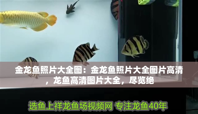 金龍魚照片大全圖：金龍魚照片大全圖片高清，龍魚高清圖片大全，盡覽絕