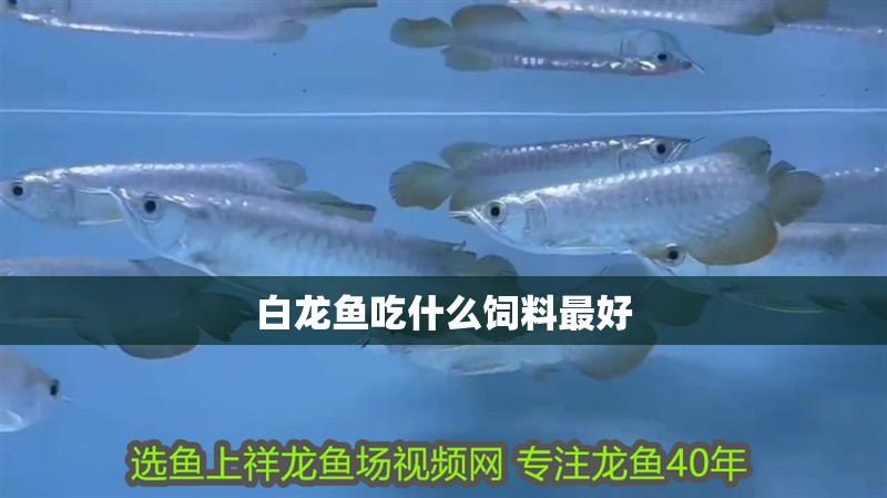 白龍魚吃什么飼料最好 白龍魚吃什么飼料最好 龍魚百科 第4張