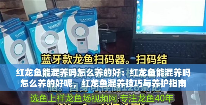 紅龍魚能混養嗎怎么養的好：紅龍魚能混養嗎怎么養的好呢，紅龍魚混養技巧與養護指南