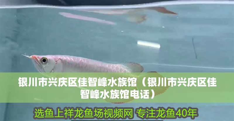 銀川市興慶區佳智峰水族館(銀川市興慶區佳智峰水族館電話) 全國水族館企業名錄 第2張 銀川市興慶區佳智峰水族館(銀川市興慶區佳智峰水族館電話) 銀川市興慶區佳智峰水族館(銀川市興慶區佳智峰水族館電話) 全國水族館企業名錄 第2張