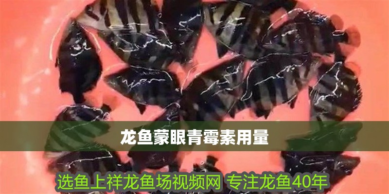 龍魚蒙眼青霉素用量