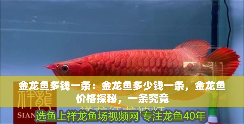 金龍魚多錢一條：金龍魚多少錢一條，金龍魚價(jià)格探秘，一條究竟