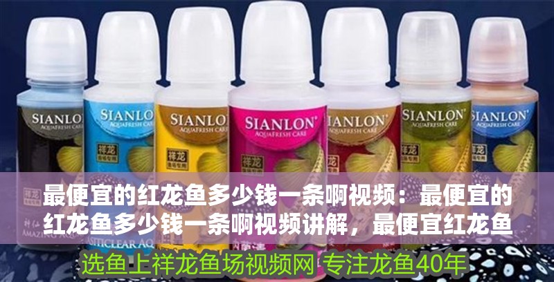 最便宜的紅龍魚多少錢一條啊視頻：最便宜的紅龍魚多少錢一條啊視頻講解，最便宜紅龍魚價格！視頻詳解