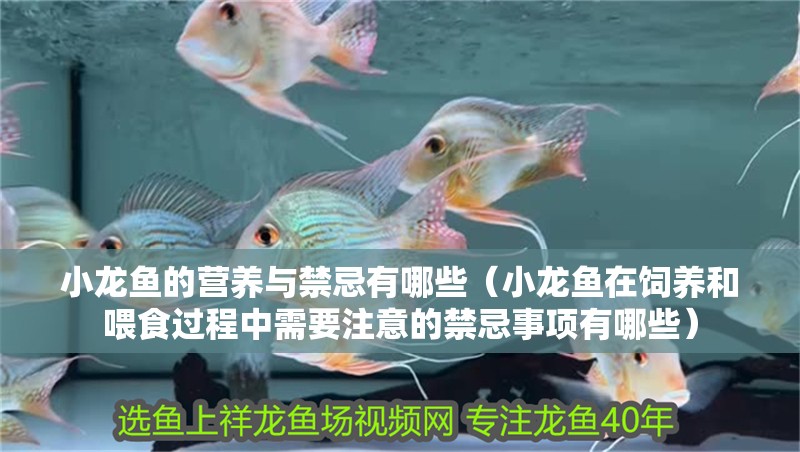 小龍魚的營養(yǎng)與禁忌有哪些（小龍魚在飼養(yǎng)和喂食過程中需要注意的禁忌事項有哪些）
