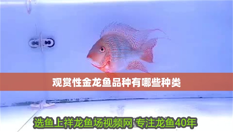 觀賞性金龍魚品種有哪些種類
