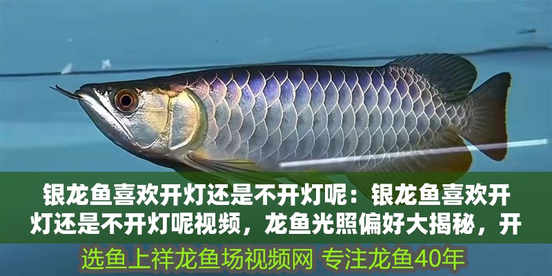 銀龍魚喜歡開燈還是不開燈呢：銀龍魚喜歡開燈還是不開燈呢視頻，龍魚光照偏好大揭秘，開燈還是關燈更適宜