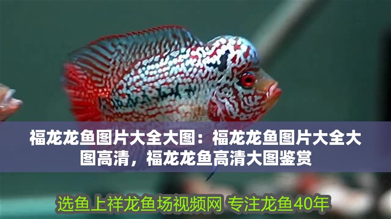 福龍龍魚圖片大全大圖：福龍龍魚圖片大全大圖高清，福龍龍魚高清大圖鑒賞 福龍龍魚圖片大全大圖：福龍龍魚圖片大全大圖高清，福龍龍魚高清大圖鑒賞 水族問答