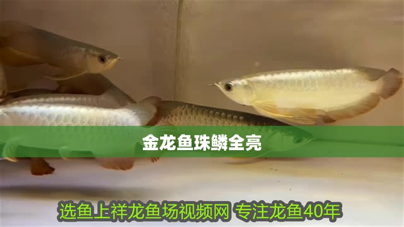 金龍魚珠鱗全亮