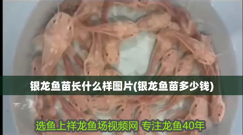銀龍魚苗長什么樣圖片(銀龍魚苗多少錢) 銀龍魚苗長什么樣圖片(銀龍魚苗多少錢) 銀龍魚百科 第1張