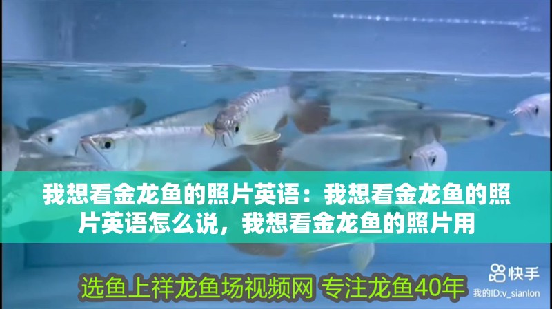 我想看金龍魚的照片英語：我想看金龍魚的照片英語怎么說，我想看金龍魚的照片用