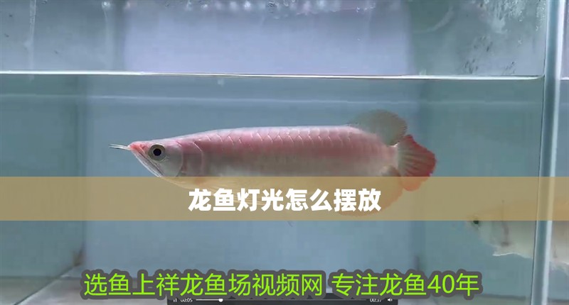 龍魚燈光怎么擺放
