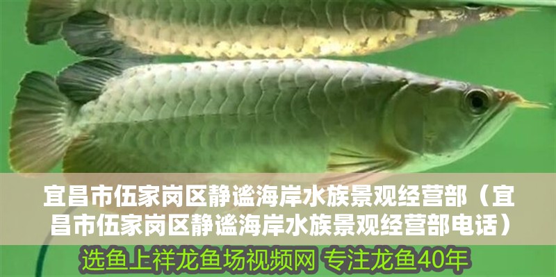 宜昌市伍家崗區(qū)靜謐海岸水族景觀經(jīng)營部（宜昌市伍家崗區(qū)靜謐海岸水族景觀經(jīng)營部電話）