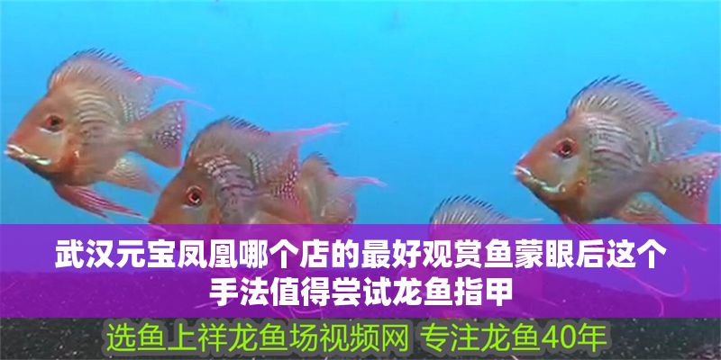 武漢元寶鳳凰哪個店的最好觀賞魚蒙眼后這個手法值得嘗試龍魚指甲