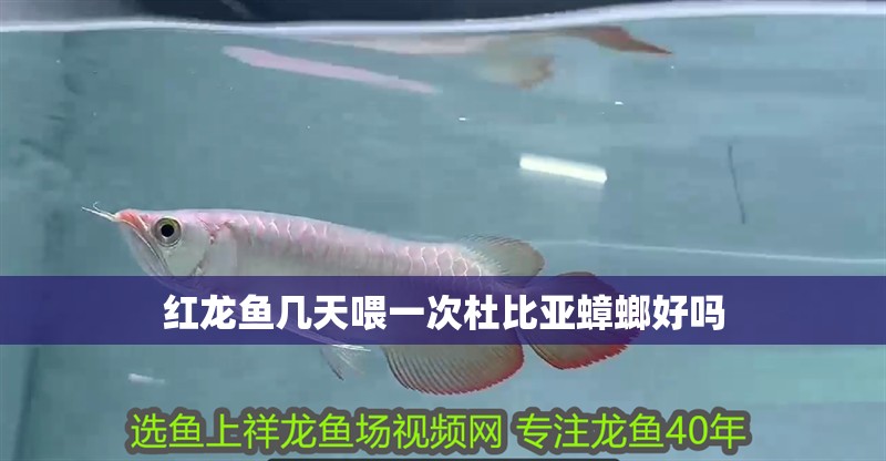 紅龍魚幾天喂一次杜比亞蟑螂好嗎