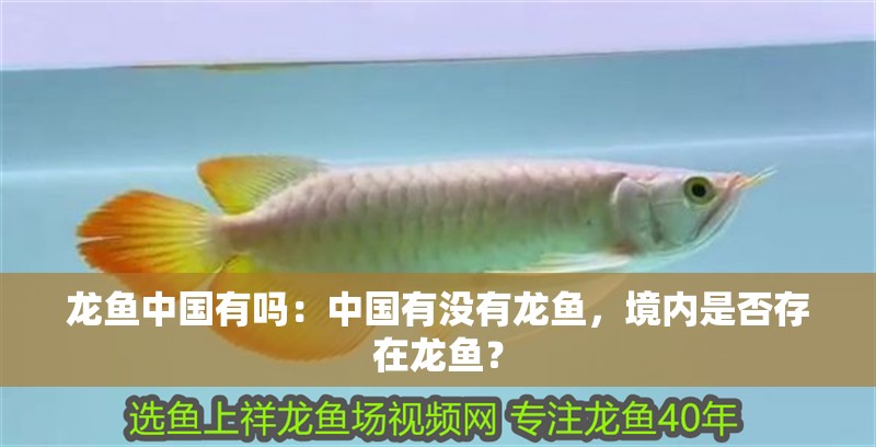 龍魚中國有嗎：中國有沒有龍魚，境內是否存在龍魚？ 龍魚中國有嗎：中國有沒有龍魚，境內是否存在龍魚？ 水族問答