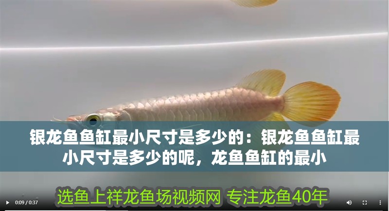 銀龍魚魚缸最小尺寸是多少的：銀龍魚魚缸最小尺寸是多少的呢，龍魚魚缸的最小