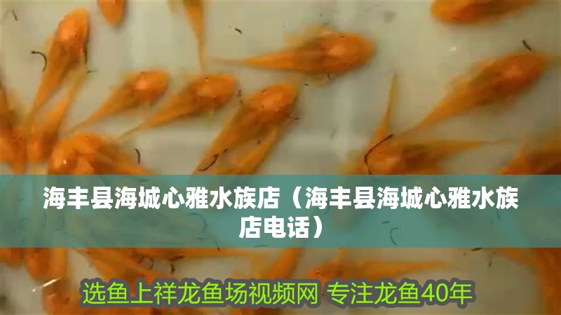 海豐縣海城心雅水族店（海豐縣海城心雅水族店電話）