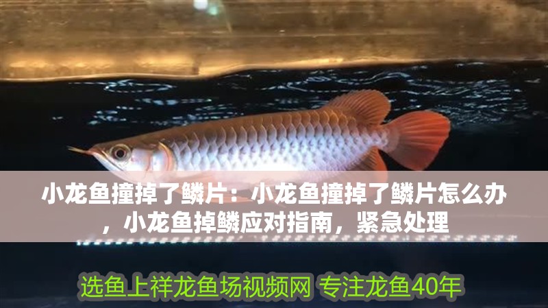 小龍魚撞掉了鱗片：小龍魚撞掉了鱗片怎么辦，小龍魚掉鱗應對指南，緊急處理 小龍魚撞掉了鱗片：小龍魚撞掉了鱗片怎么辦，小龍魚掉鱗應對指南，緊急處理 水族問答