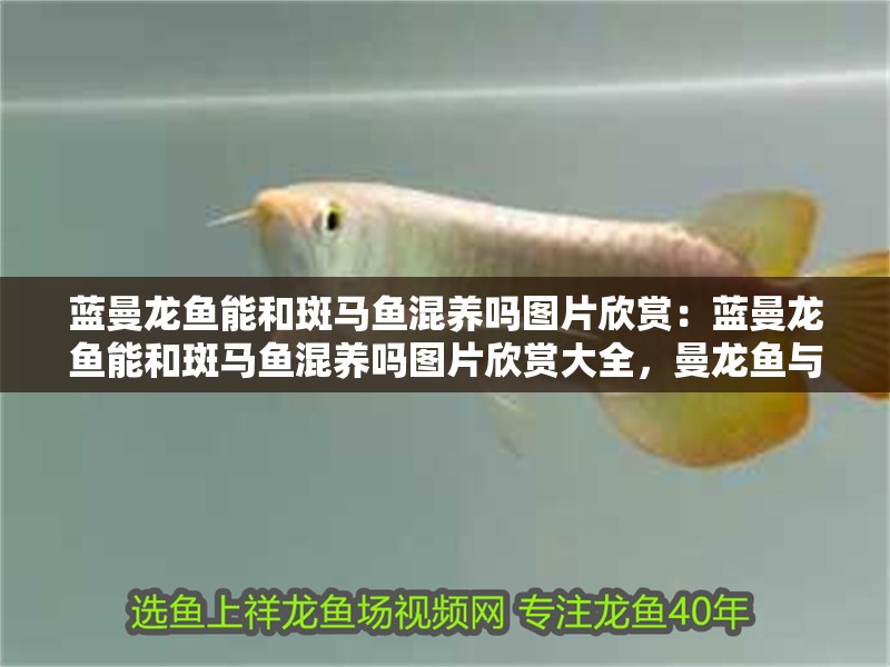 藍曼龍魚能和斑馬魚混養嗎圖片欣賞：藍曼龍魚能和斑馬魚混養嗎圖片欣賞大全，曼龍魚與斑馬魚混養可行性及高清圖片鑒賞大全 藍曼龍魚能和斑馬魚混養嗎圖片欣賞：藍曼龍魚能和斑馬魚混養嗎圖片欣賞大全，曼龍魚與斑馬魚混養可行性及高清圖片鑒賞大全 水族問答