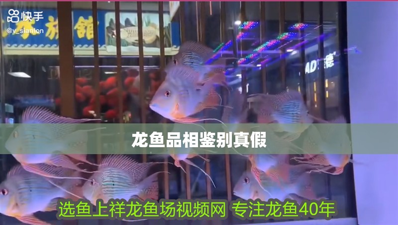 龍魚品相鑒別真假