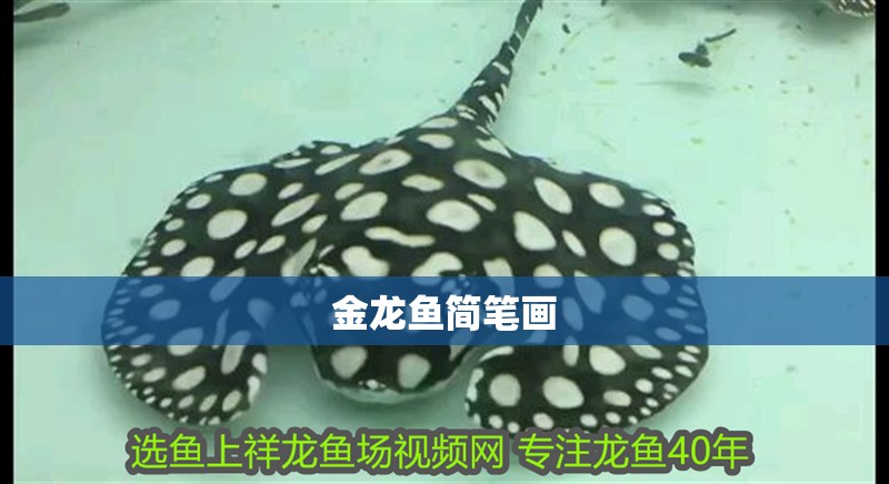 金龍魚簡筆畫 龍魚百科 第4張 金龍魚簡筆畫 金龍魚簡筆畫 龍魚百科 第4張