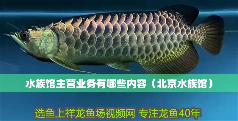 水族館主營業務有哪些內容(北京水族館) 水族館百科(水族館加盟) 第1張 水族館主營業務有哪些內容(北京水族館) 水族館主營業務有哪些內容(北京水族館) 水族館百科(水族館加盟) 第1張