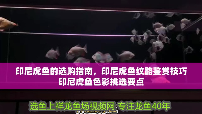 印尼虎魚的選購指南，印尼虎魚紋路鑒賞技巧印尼虎魚色彩挑選要點 印尼虎魚的選購指南，印尼虎魚紋路鑒賞技巧印尼虎魚色彩挑選要點 虎魚百科