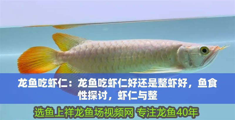 龍魚吃蝦仁：龍魚吃蝦仁好還是整蝦好，魚食性探討，蝦仁與整