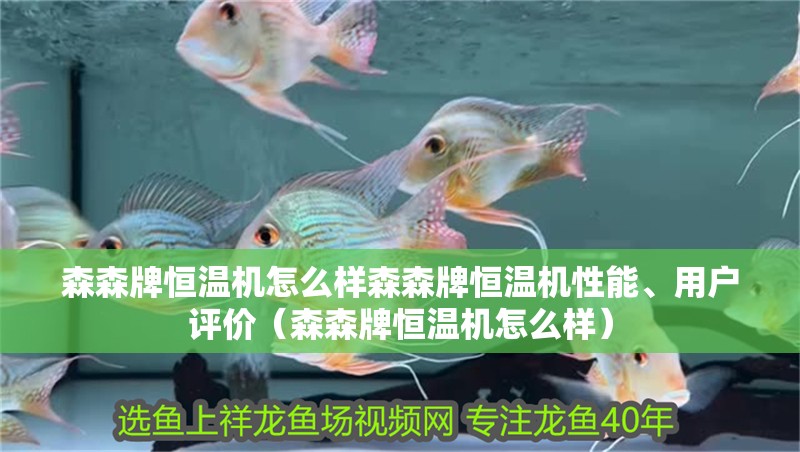 森森牌恒溫機怎么樣森森牌恒溫機性能、用戶評價（森森牌恒溫機怎么樣）