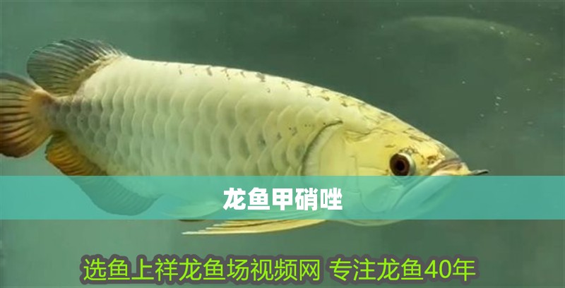 龍魚(yú)甲硝唑
