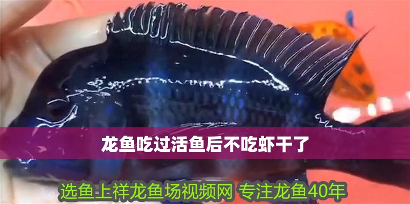 龍魚吃過活魚后不吃蝦干了
