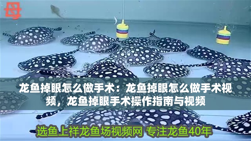 龍魚掉眼怎么做手術(shù)：龍魚掉眼怎么做手術(shù)視頻，龍魚掉眼手術(shù)操作指南與視頻 龍魚掉眼怎么做手術(shù)：龍魚掉眼怎么做手術(shù)視頻，龍魚掉眼手術(shù)操作指南與視頻 水族問(wèn)答