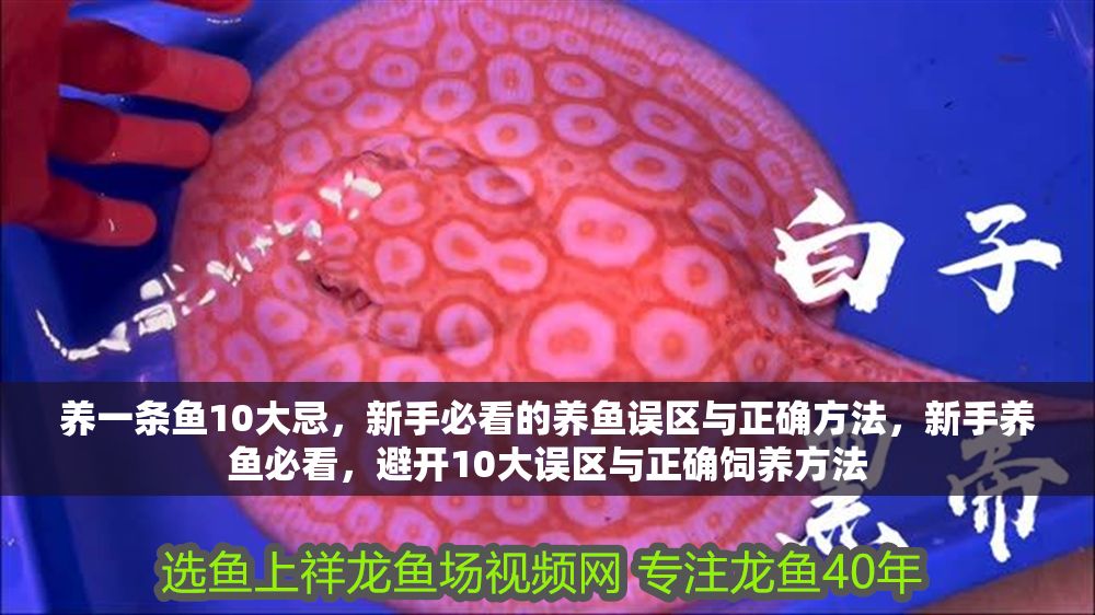 養(yǎng)一條魚10大忌，新手必看的養(yǎng)魚誤區(qū)與正確方法，新手養(yǎng)魚必看，避開10大誤區(qū)與正確飼養(yǎng)方法