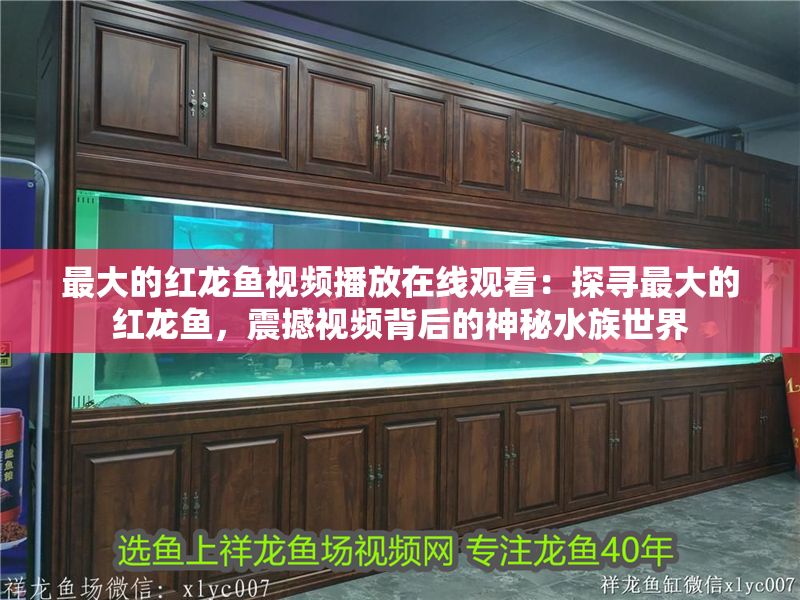 最大的紅龍魚視頻播放在線觀看：探尋最大的紅龍魚，震撼視頻背后的神秘水族世界