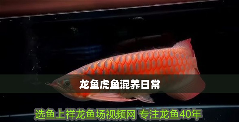 龍魚虎魚混養(yǎng)日常