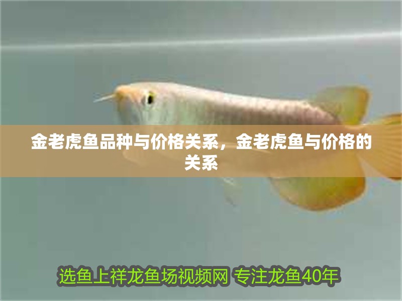 金老虎魚品種與價格關系，金老虎魚與價格的關系