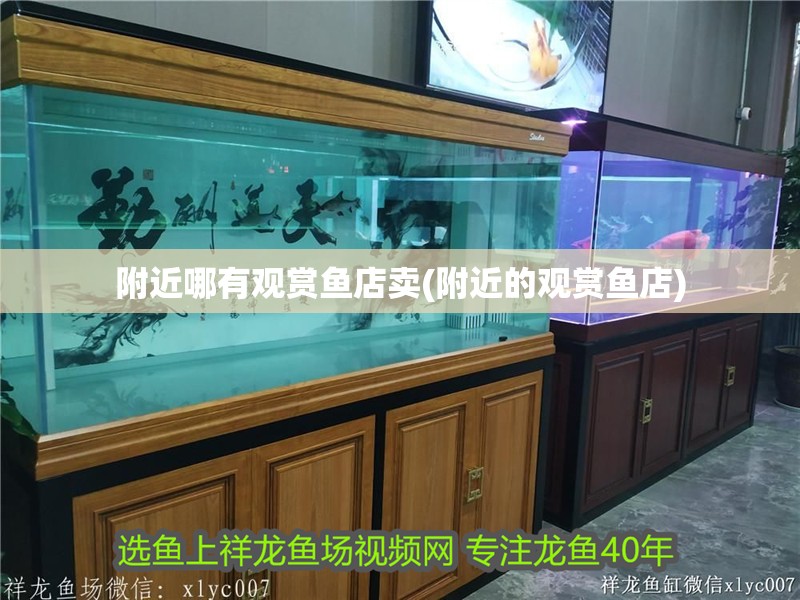 附近哪有觀賞魚店賣(附近的觀賞魚店)