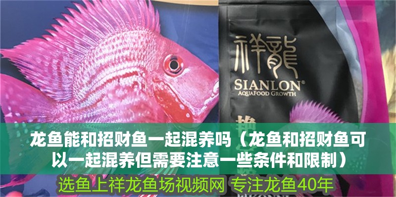 龍魚能和招財(cái)魚一起混養(yǎng)嗎（龍魚和招財(cái)魚可以一起混養(yǎng)但需要注意一些條件和限制）