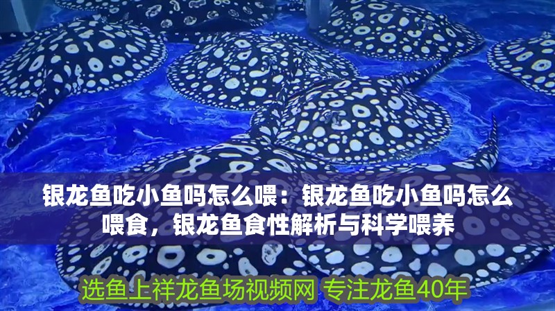 銀龍魚吃小魚嗎怎么喂：銀龍魚吃小魚嗎怎么喂食，銀龍魚食性解析與科學喂養