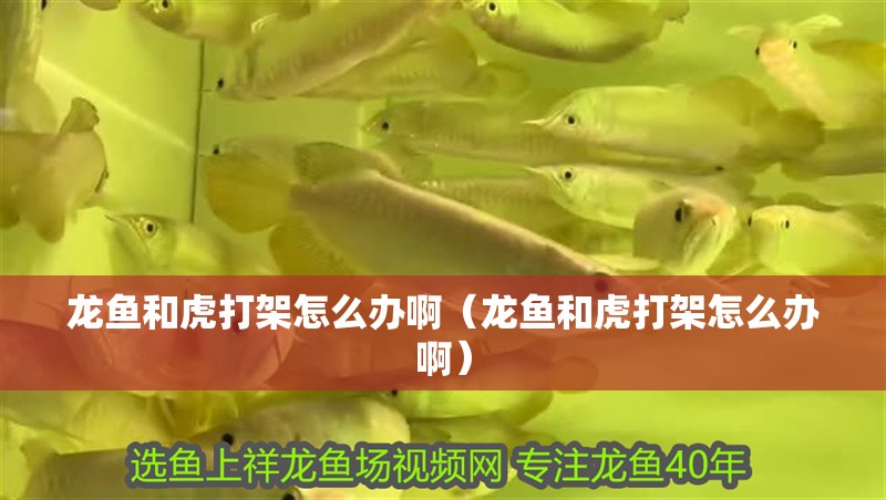 龍魚和虎打架怎么辦啊（龍魚和虎打架怎么辦啊） 龍魚和虎打架怎么辦啊（龍魚和虎打架怎么辦啊） 虎魚百科