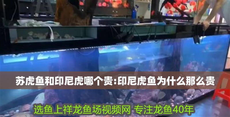 蘇虎魚和印尼虎哪個貴:印尼虎魚為什么那么貴