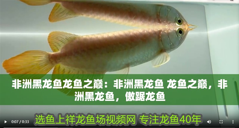 非洲黑龍魚龍魚之巔：非洲黑龍魚 龍魚之巔，非洲黑龍魚，傲踞龍魚 非洲黑龍魚龍魚之巔：非洲黑龍魚 龍魚之巔，非洲黑龍魚，傲踞龍魚 水族問答