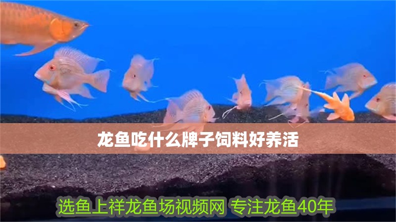 龍魚吃什么牌子飼料好養活